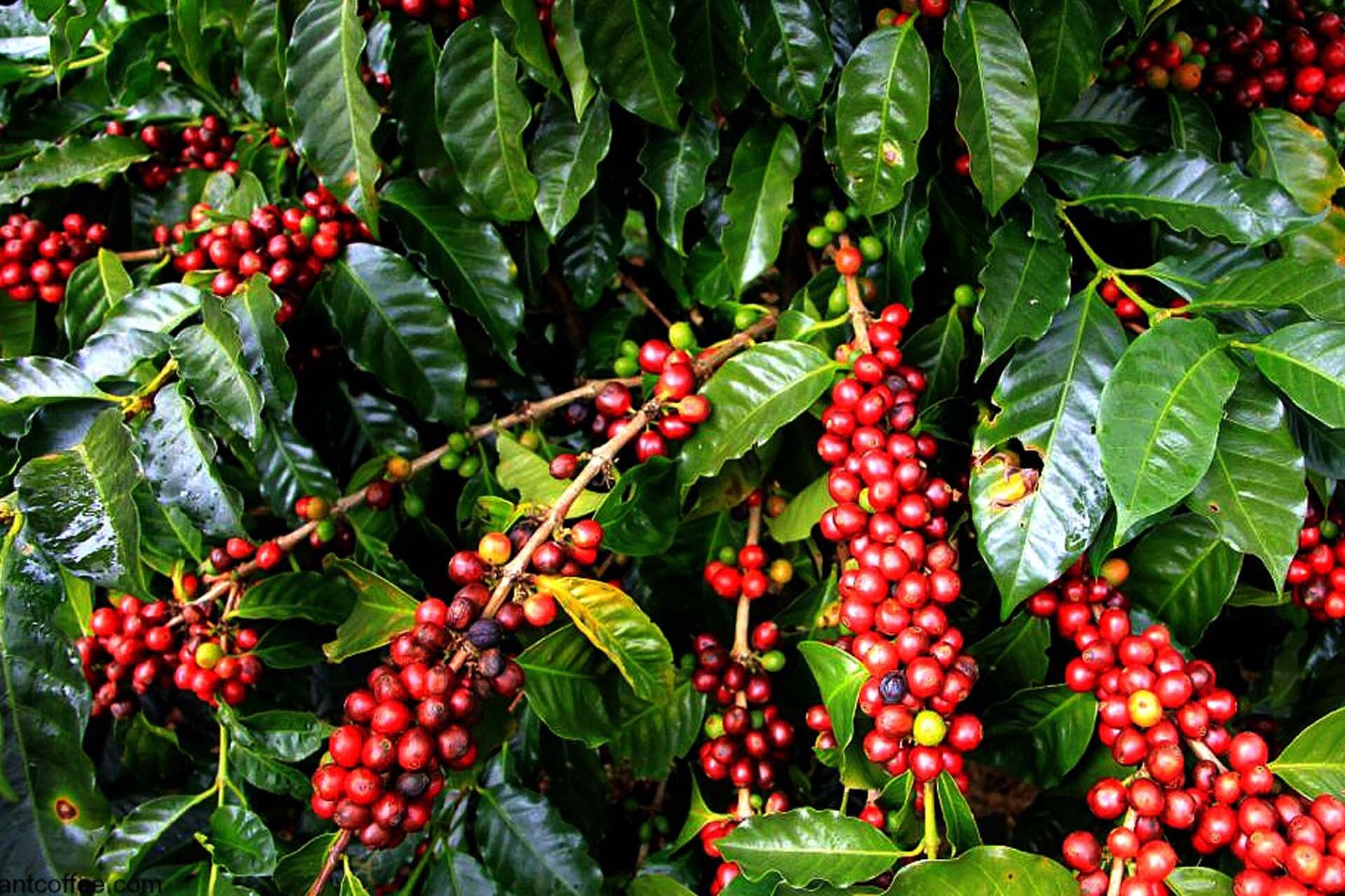 Red coffee cherries growing among green leaves